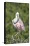 Roseate Spoonbill at Alligator Farm rookery, Florida, USA-Jim Engelbrecht-Stretched Canvas
