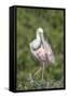 Roseate Spoonbill at Alligator Farm rookery, Florida, USA-Jim Engelbrecht-Framed Stretched Canvas