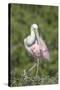 Roseate Spoonbill at Alligator Farm rookery, Florida, USA-Jim Engelbrecht-Stretched Canvas