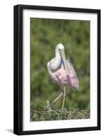 Roseate Spoonbill at Alligator Farm rookery, Florida, USA-Jim Engelbrecht-Framed Photographic Print