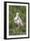 Roseate Spoonbill at Alligator Farm rookery, Florida, USA-Jim Engelbrecht-Framed Photographic Print