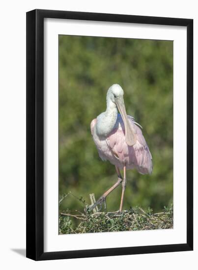 Roseate Spoonbill at Alligator Farm rookery, Florida, USA-Jim Engelbrecht-Framed Photographic Print