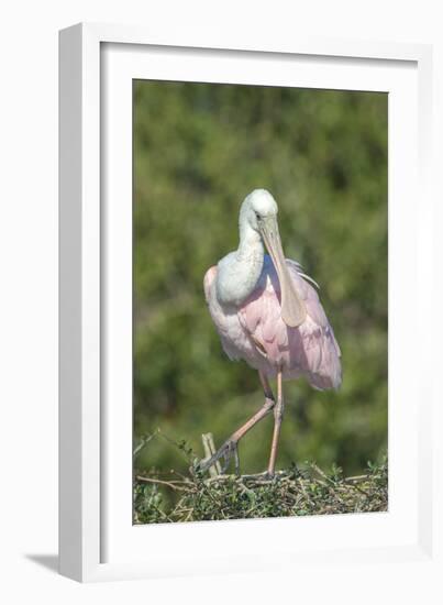 Roseate Spoonbill at Alligator Farm rookery, Florida, USA-Jim Engelbrecht-Framed Photographic Print