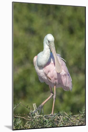 Roseate Spoonbill at Alligator Farm rookery, Florida, USA-Jim Engelbrecht-Mounted Photographic Print