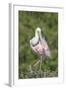 Roseate Spoonbill at Alligator Farm rookery, Florida, USA-Jim Engelbrecht-Framed Photographic Print