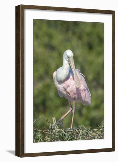 Roseate Spoonbill at Alligator Farm rookery, Florida, USA-Jim Engelbrecht-Framed Photographic Print