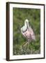 Roseate Spoonbill at Alligator Farm rookery, Florida, USA-Jim Engelbrecht-Framed Photographic Print