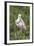 Roseate Spoonbill at Alligator Farm rookery, Florida, USA-Jim Engelbrecht-Framed Photographic Print