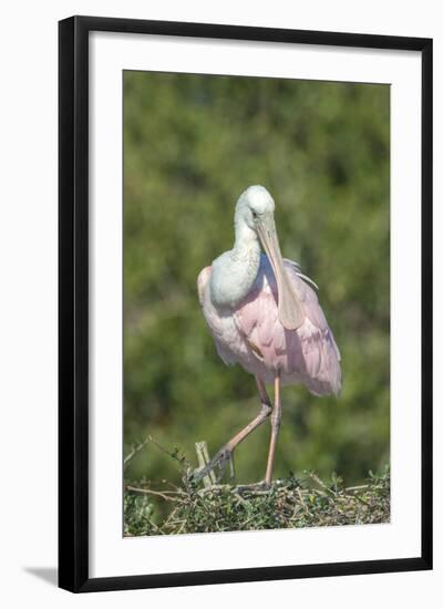 Roseate Spoonbill at Alligator Farm rookery, Florida, USA-Jim Engelbrecht-Framed Photographic Print