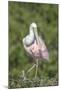 Roseate Spoonbill at Alligator Farm rookery, Florida, USA-Jim Engelbrecht-Mounted Photographic Print