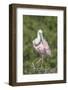 Roseate Spoonbill at Alligator Farm rookery, Florida, USA-Jim Engelbrecht-Framed Photographic Print