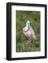 Roseate Spoonbill at Alligator Farm rookery, Florida, USA-Jim Engelbrecht-Framed Photographic Print