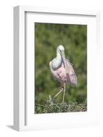 Roseate Spoonbill at Alligator Farm rookery, Florida, USA-Jim Engelbrecht-Framed Photographic Print