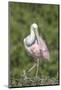 Roseate Spoonbill at Alligator Farm rookery, Florida, USA-Jim Engelbrecht-Mounted Photographic Print