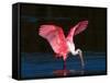 Roseate Spoonbill, Ding Darling National Wildlife Refuge, Sanibel Island, Florida, USA-Charles Sleicher-Framed Stretched Canvas