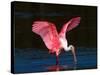 Roseate Spoonbill, Ding Darling National Wildlife Refuge, Sanibel Island, Florida, USA-Charles Sleicher-Stretched Canvas