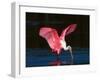 Roseate Spoonbill, Ding Darling National Wildlife Refuge, Sanibel Island, Florida, USA-Charles Sleicher-Framed Premium Photographic Print