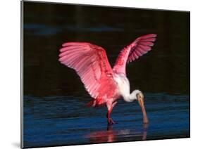 Roseate Spoonbill, Ding Darling National Wildlife Refuge, Sanibel Island, Florida, USA-Charles Sleicher-Mounted Premium Photographic Print