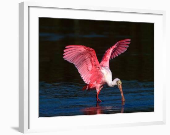 Roseate Spoonbill, Ding Darling National Wildlife Refuge, Sanibel Island, Florida, USA-Charles Sleicher-Framed Photographic Print