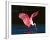 Roseate Spoonbill, Ding Darling National Wildlife Refuge, Sanibel Island, Florida, USA-Charles Sleicher-Framed Photographic Print