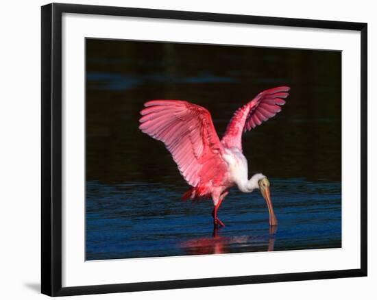 Roseate Spoonbill, Ding Darling National Wildlife Refuge, Sanibel Island, Florida, USA-Charles Sleicher-Framed Photographic Print