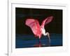 Roseate Spoonbill, Ding Darling National Wildlife Refuge, Sanibel Island, Florida, USA-Charles Sleicher-Framed Photographic Print