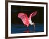 Roseate Spoonbill, Ding Darling National Wildlife Refuge, Sanibel Island, Florida, USA-Charles Sleicher-Framed Photographic Print