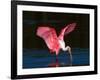 Roseate Spoonbill, Ding Darling National Wildlife Refuge, Sanibel Island, Florida, USA-Charles Sleicher-Framed Photographic Print