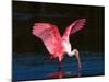 Roseate Spoonbill, Ding Darling National Wildlife Refuge, Sanibel Island, Florida, USA-Charles Sleicher-Mounted Photographic Print