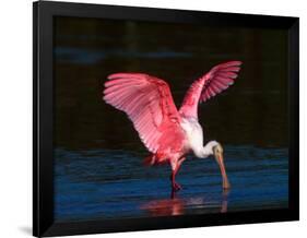 Roseate Spoonbill, Ding Darling National Wildlife Refuge, Sanibel Island, Florida, USA-Charles Sleicher-Framed Photographic Print