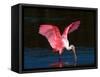 Roseate Spoonbill, Ding Darling National Wildlife Refuge, Sanibel Island, Florida, USA-Charles Sleicher-Framed Stretched Canvas