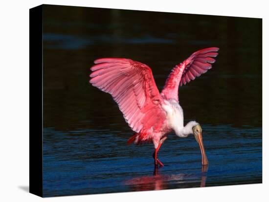 Roseate Spoonbill, Ding Darling National Wildlife Refuge, Sanibel Island, Florida, USA-Charles Sleicher-Stretched Canvas