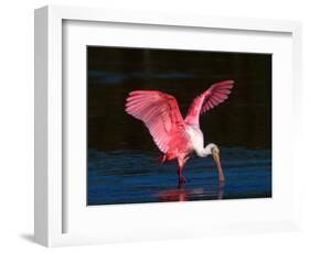 Roseate Spoonbill, Ding Darling National Wildlife Refuge, Sanibel Island, Florida, USA-Charles Sleicher-Framed Photographic Print