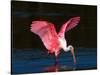 Roseate Spoonbill, Ding Darling National Wildlife Refuge, Sanibel Island, Florida, USA-Charles Sleicher-Stretched Canvas