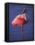 Roseate Spoonbill, Everglades National Park, Florida, USA-Charles Sleicher-Framed Stretched Canvas