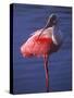 Roseate Spoonbill, Everglades National Park, Florida, USA-Charles Sleicher-Stretched Canvas