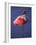 Roseate Spoonbill, Everglades National Park, Florida, USA-Charles Sleicher-Framed Photographic Print