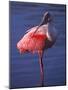 Roseate Spoonbill, Everglades National Park, Florida, USA-Charles Sleicher-Mounted Photographic Print