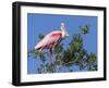 Roseate spoonbill, Florida, USA.-Maresa Pryor-Framed Photographic Print