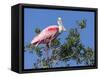Roseate spoonbill, Florida, USA.-Maresa Pryor-Framed Stretched Canvas