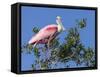 Roseate spoonbill, Florida, USA.-Maresa Pryor-Framed Stretched Canvas