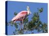 Roseate spoonbill, Florida, USA.-Maresa Pryor-Stretched Canvas