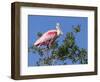 Roseate spoonbill, Florida, USA.-Maresa Pryor-Framed Photographic Print