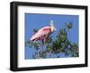 Roseate spoonbill, Florida, USA.-Maresa Pryor-Framed Photographic Print