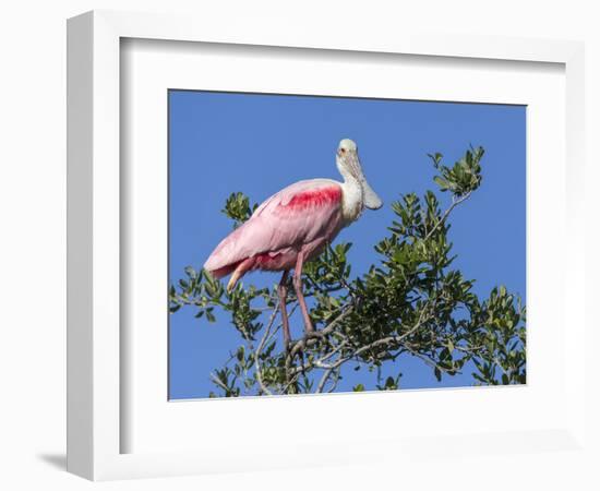 Roseate spoonbill, Florida, USA.-Maresa Pryor-Framed Photographic Print