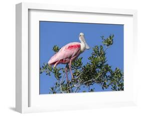 Roseate spoonbill, Florida, USA.-Maresa Pryor-Framed Photographic Print