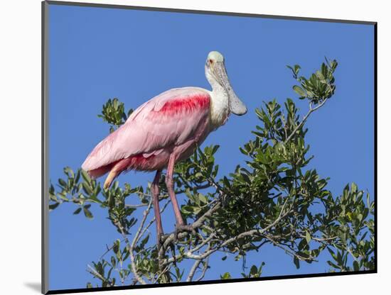 Roseate spoonbill, Florida, USA.-Maresa Pryor-Mounted Photographic Print