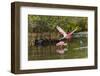 Roseate spoonbill flying, Merritt Island National Wildlife Refuge, Florida-Adam Jones-Framed Photographic Print