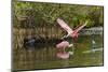 Roseate spoonbill flying, Merritt Island National Wildlife Refuge, Florida-Adam Jones-Mounted Photographic Print