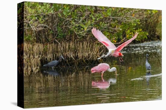 Roseate spoonbill flying, Merritt Island National Wildlife Refuge, Florida-Adam Jones-Stretched Canvas